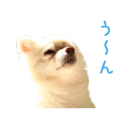 Real DOG -White Pomeranian- sticker #13586455