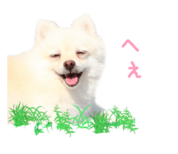 Real DOG -White Pomeranian- sticker #13586456