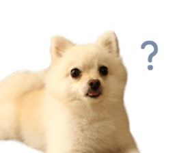 Real DOG -White Pomeranian- sticker #13586457