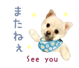 Real DOG -White Pomeranian- sticker #13586458