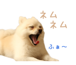 Real DOG -White Pomeranian- sticker #13586459