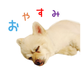 Real DOG -White Pomeranian- sticker #13586460