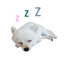 Real DOG -White Pomeranian- sticker #13586461