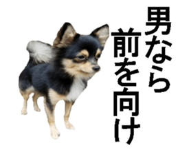 wanko senpai sticker #13587662