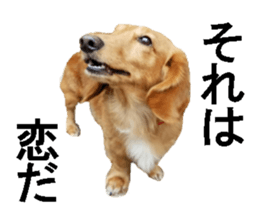 wanko senpai sticker #13587663