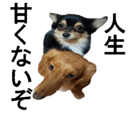 wanko senpai sticker #13587664