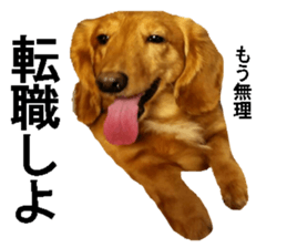 wanko senpai sticker #13587666