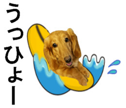 wanko senpai sticker #13587668