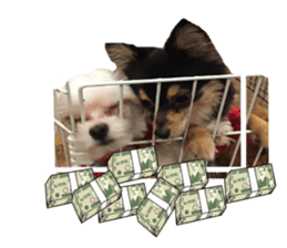 wanko senpai sticker #13587669