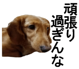 wanko senpai sticker #13587671