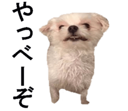 wanko senpai sticker #13587672