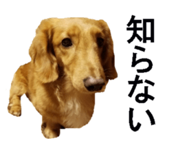 wanko senpai sticker #13587673