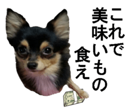 wanko senpai sticker #13587676