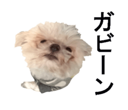 wanko senpai sticker #13587677