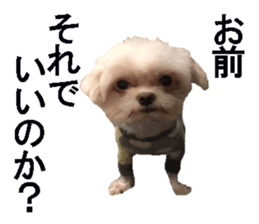 wanko senpai sticker #13587679