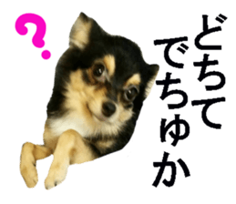 wanko senpai sticker #13587681