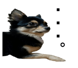 wanko senpai sticker #13587682