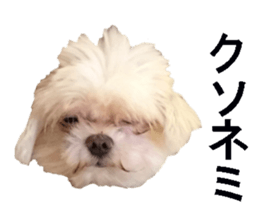wanko senpai sticker #13587683