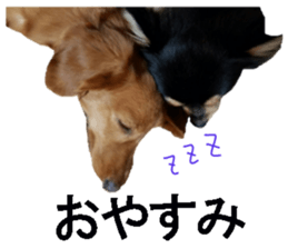 wanko senpai sticker #13587685