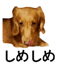 wanko senpai sticker #13587686