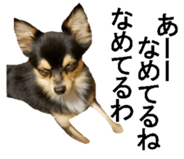 wanko senpai sticker #13587687