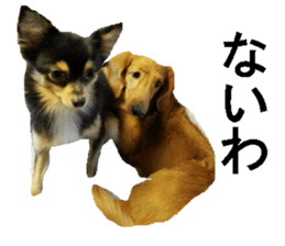 wanko senpai sticker #13587688