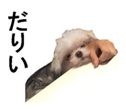 wanko senpai sticker #13587689