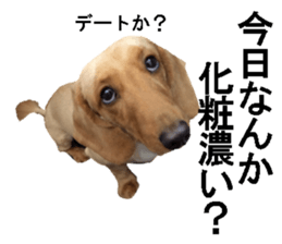 wanko senpai sticker #13587691