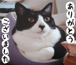 sticker japan cat&gin Photo version 1 sticker #13589478