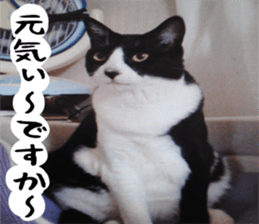 sticker japan cat&gin Photo version 1 sticker #13589479