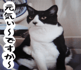 sticker japan cat&gin Photo version 1 sticker #13589479