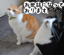 sticker japan cat&gin Photo version 1 sticker #13589481