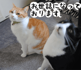 sticker japan cat&gin Photo version 1 sticker #13589481