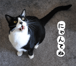 sticker japan cat&gin Photo version 1 sticker #13589482
