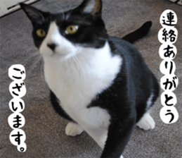 sticker japan cat&gin Photo version 1 sticker #13589483