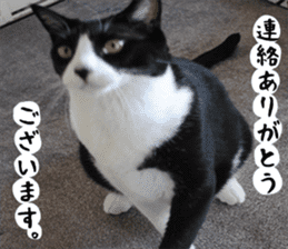 sticker japan cat&gin Photo version 1 sticker #13589483