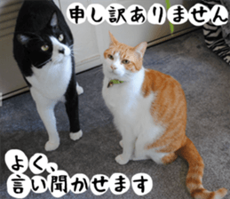 sticker japan cat&gin Photo version 1 sticker #13589484