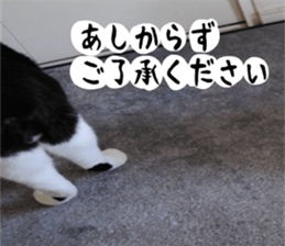 sticker japan cat&gin Photo version 1 sticker #13589485