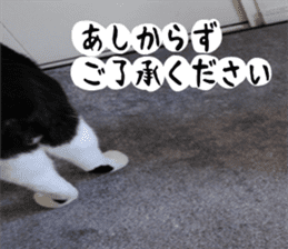 sticker japan cat&gin Photo version 1 sticker #13589485