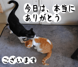 sticker japan cat&gin Photo version 1 sticker #13589486