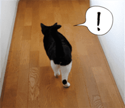 sticker japan cat&gin Photo version 1 sticker #13589487