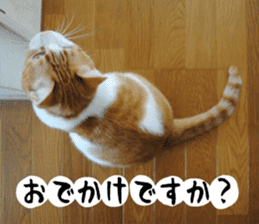 sticker japan cat&gin Photo version 1 sticker #13589488