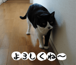 sticker japan cat&gin Photo version 1 sticker #13589489