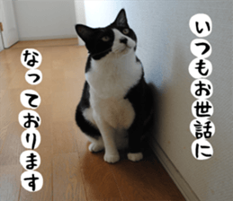 sticker japan cat&gin Photo version 1 sticker #13589490