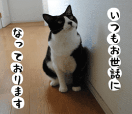 sticker japan cat&gin Photo version 1 sticker #13589490