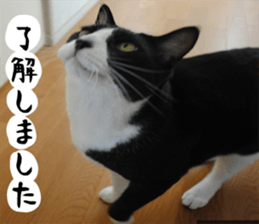 sticker japan cat&gin Photo version 1 sticker #13589491