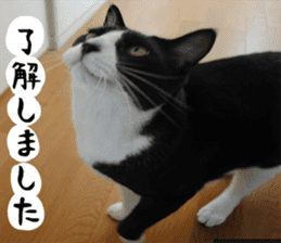 sticker japan cat&gin Photo version 1 sticker #13589491