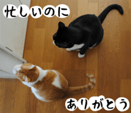sticker japan cat&gin Photo version 1 sticker #13589493
