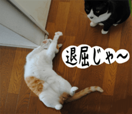 sticker japan cat&gin Photo version 1 sticker #13589494