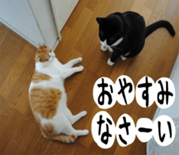 sticker japan cat&gin Photo version 1 sticker #13589495